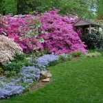 Azaleas